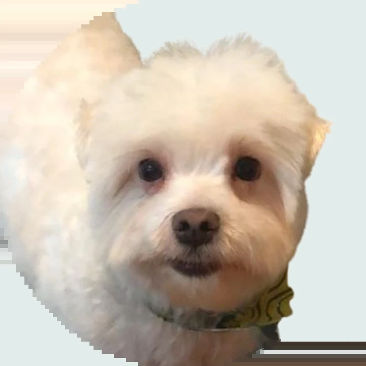 Vitto, o cachorro maltês do Juan